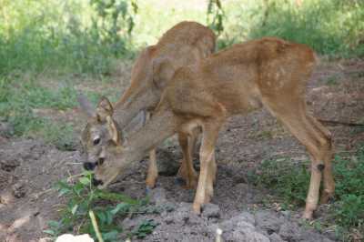 Yaban Hayatı (Fauna) Gözlemciliğ